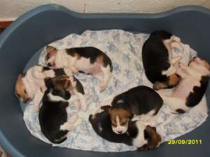 pui beagle cu pedigree pt show sau companie