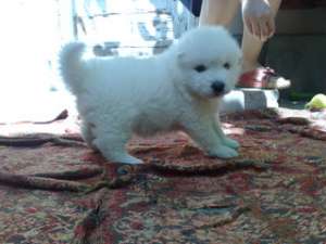 Fetita Samoyede de vanzare