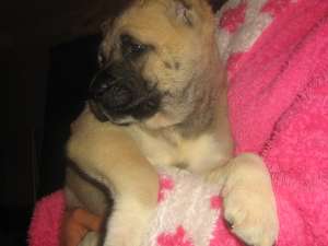 Pui kangal