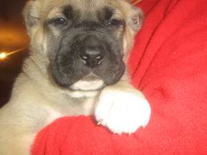 Pui kangal