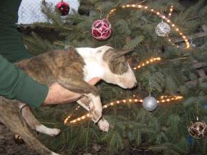 vand BULL TERRIER FEMELA