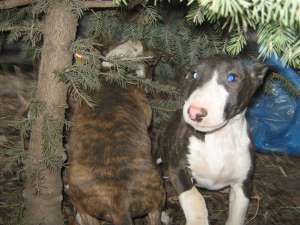 vand BULL TERRIER FEMELA