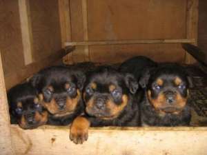 Pui rottweiler