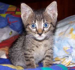 Motanel tigrat spre adoptie