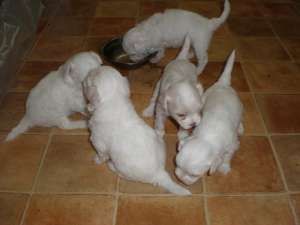 Vand pui Rasa Bichon Frise