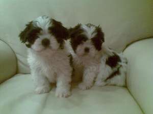 Pui shih tzu diferite culori