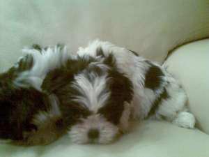 Pui shih tzu diferite culori