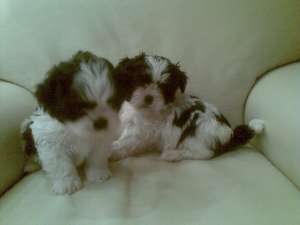 Pui shih tzu diferite culori