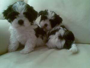 Pui shih tzu diferite culori