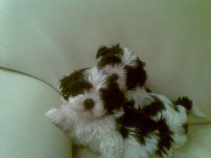 Pui shih tzu diferite culori