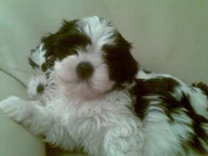 Pui shih tzu diferite culori