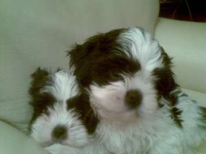 Pui shih tzu diferite culori