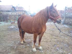 Iepe de vanzare!