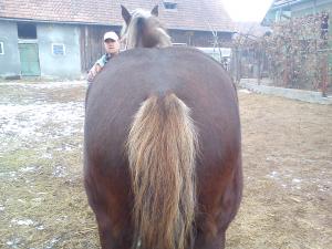 Iepe de vanzare!