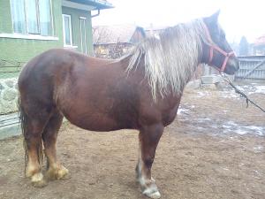 Iepe de vanzare!