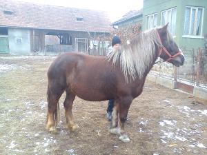 Iepe de vanzare!