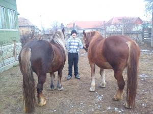 Iepe de vanzare!