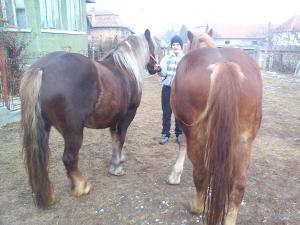 Iepe de vanzare!