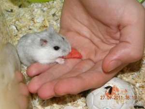 Vand hamsteri