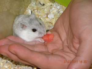 Vand hamsteri