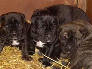 CANE CORSO