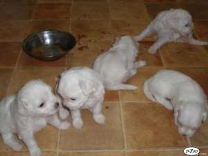 Vand pui Rasa Bichon Frise