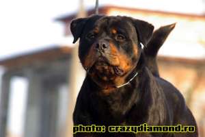 OFER MASCUL ROTTWEILER PENTRU MONTA.
