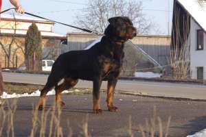 OFER MASCUL ROTTWEILER PENTRU MONTA.