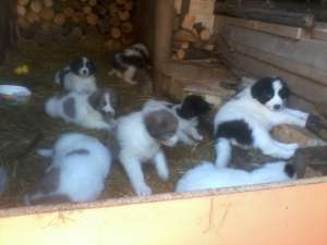 catei ciobanesc romanesc de bucovina