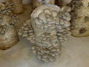 Compost si consultanta Pleurotus