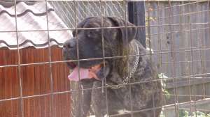 vand cane corso talie mare
