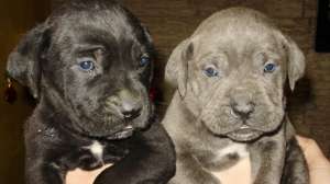vand cane corso talie mare