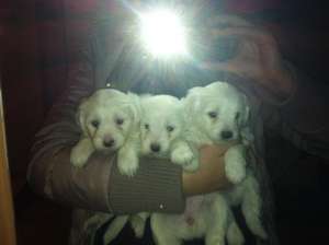 Vand bichon bolognese