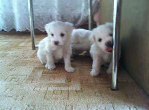 Vand bichon bolognese