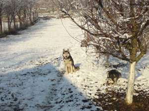 mascul husky