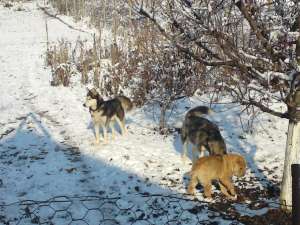 mascul husky