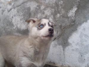 HUSKY-LITTLE-DEMON!