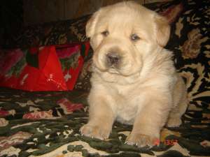 LABRADOR