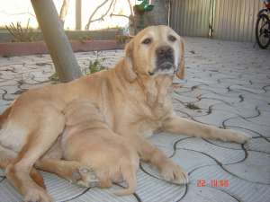 LABRADOR