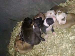 vand pui amstaff din parinti cu pedigree