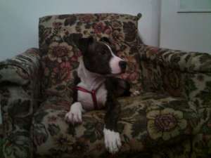 Vand Amstaff 3 Luni