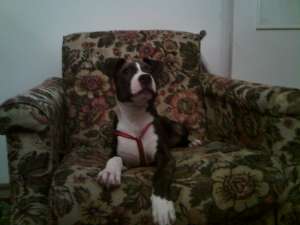 Vand Amstaff 3 Luni