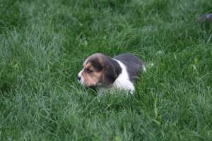Vand catei rasa Beagle si Golden Retriever