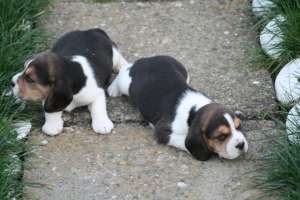 Vand catei rasa Beagle si Golden Retriever