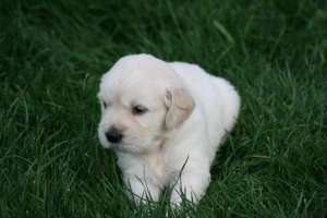 Vand catei rasa Beagle si Golden Retriever