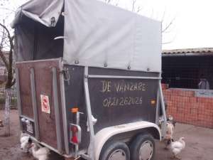 VAND REMORCA DE TRANSPORT CAI SI ANIMALE
