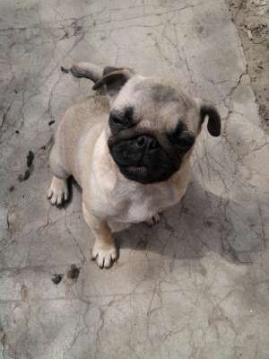 Caut pereche pentru monta rasa mops
