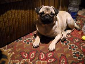 Caut pereche pentru monta rasa mops