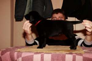 Vand Pui Labrador cu pedigree