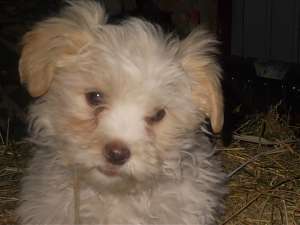 VAND BICHON HAVANEZ